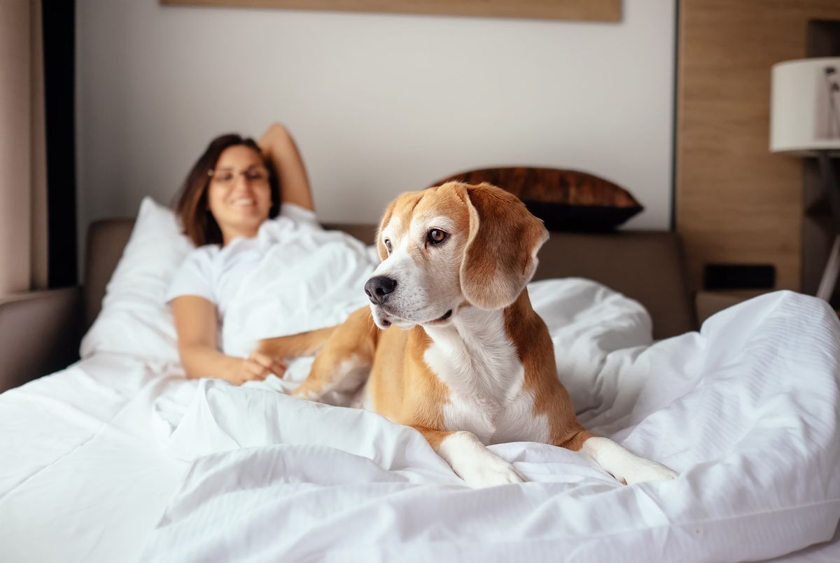 Hotel met hond in Kasterlee