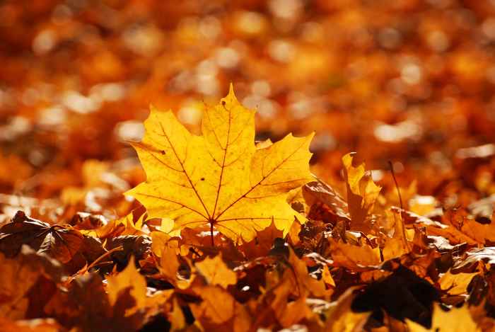 Herfst Sale