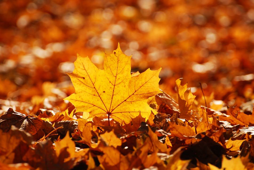 Herfst Sale