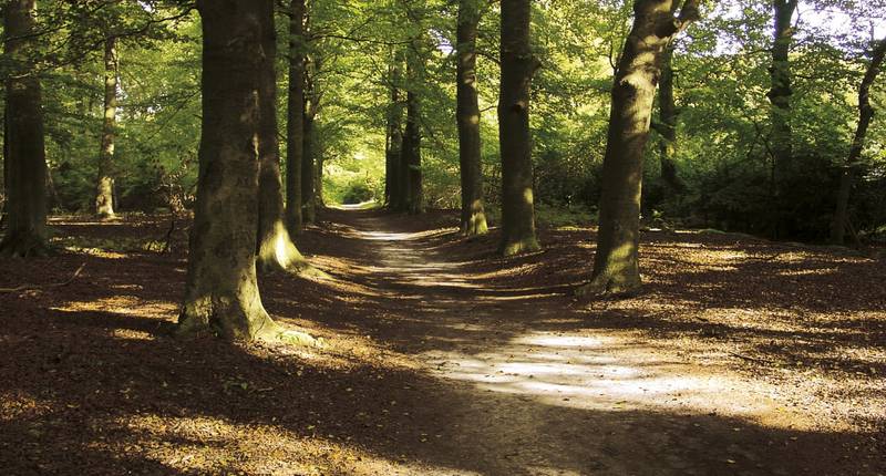 Omgeving