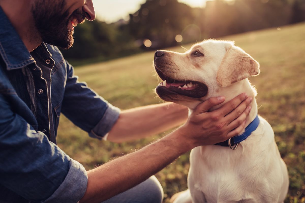 Hotel met hond in Zweden
