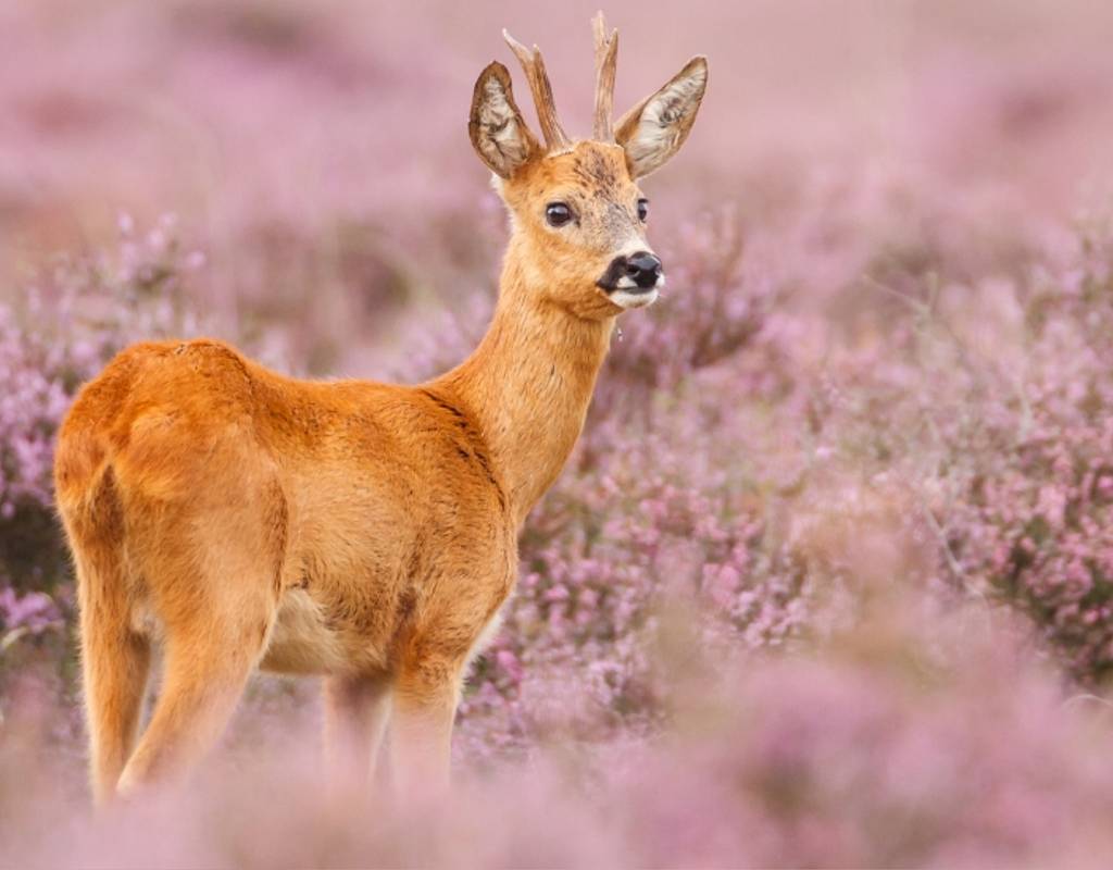 Top 5 activiteiten op de Veluwe