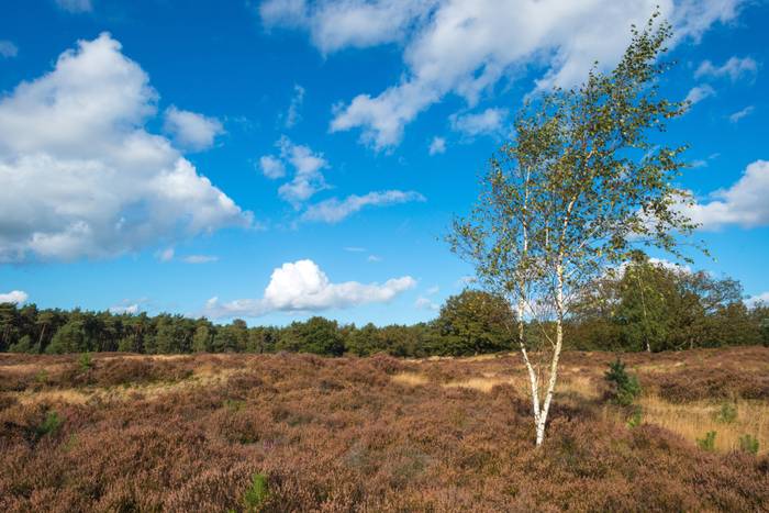 Midweek in Gelderland boeken