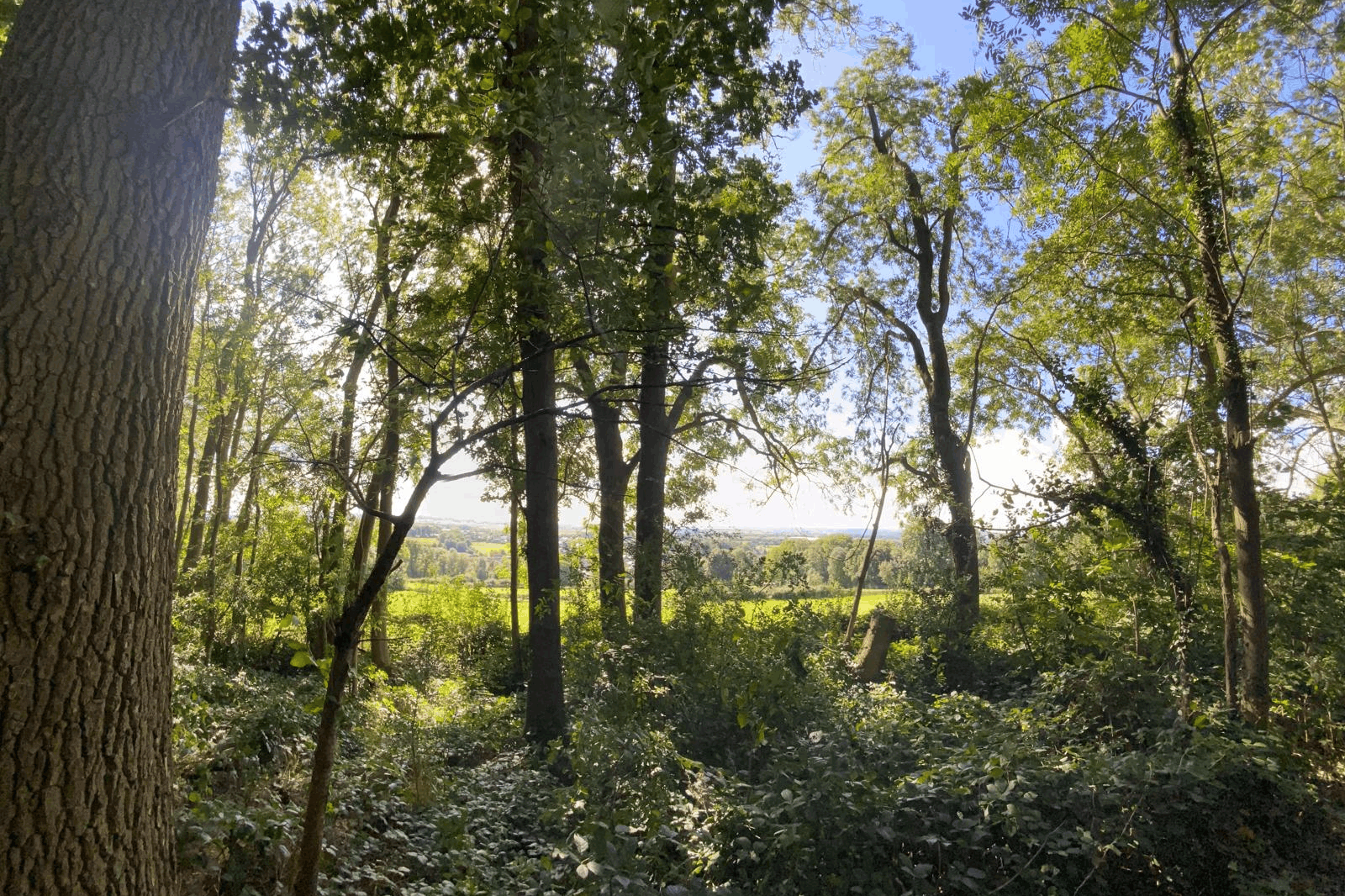 Omgeving