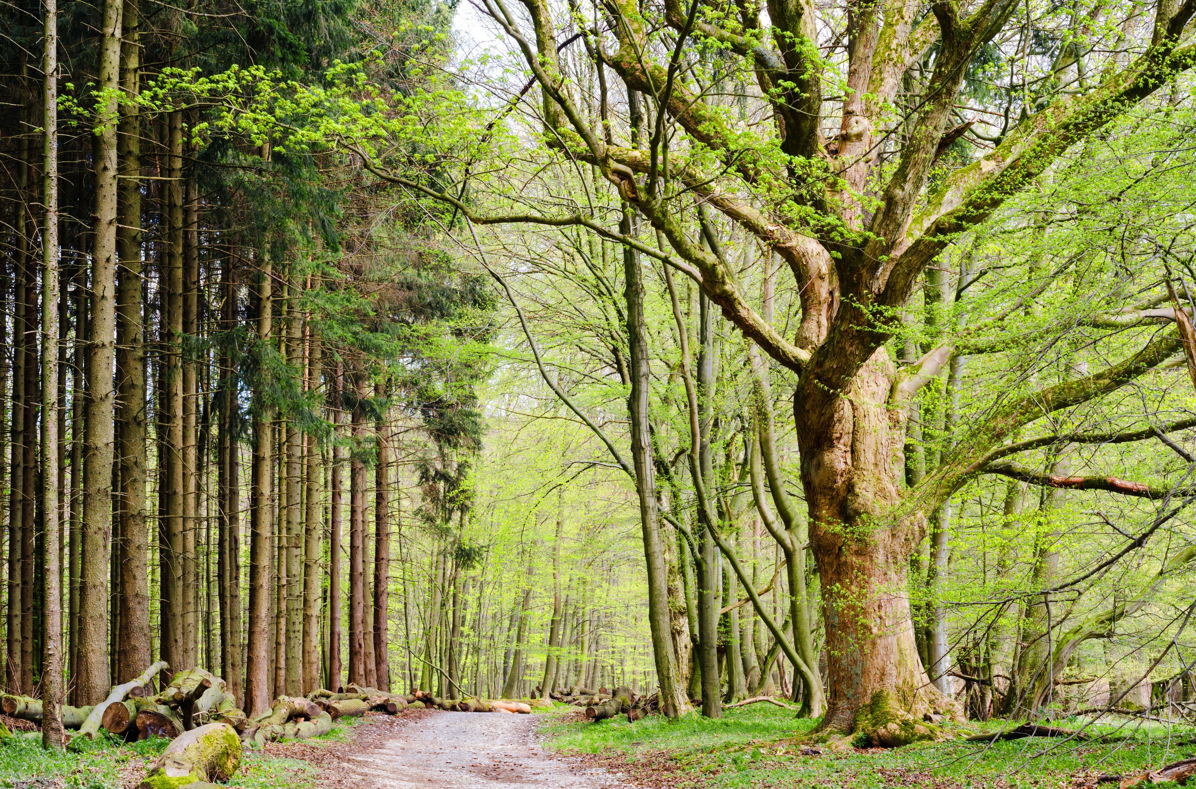 Omgeving