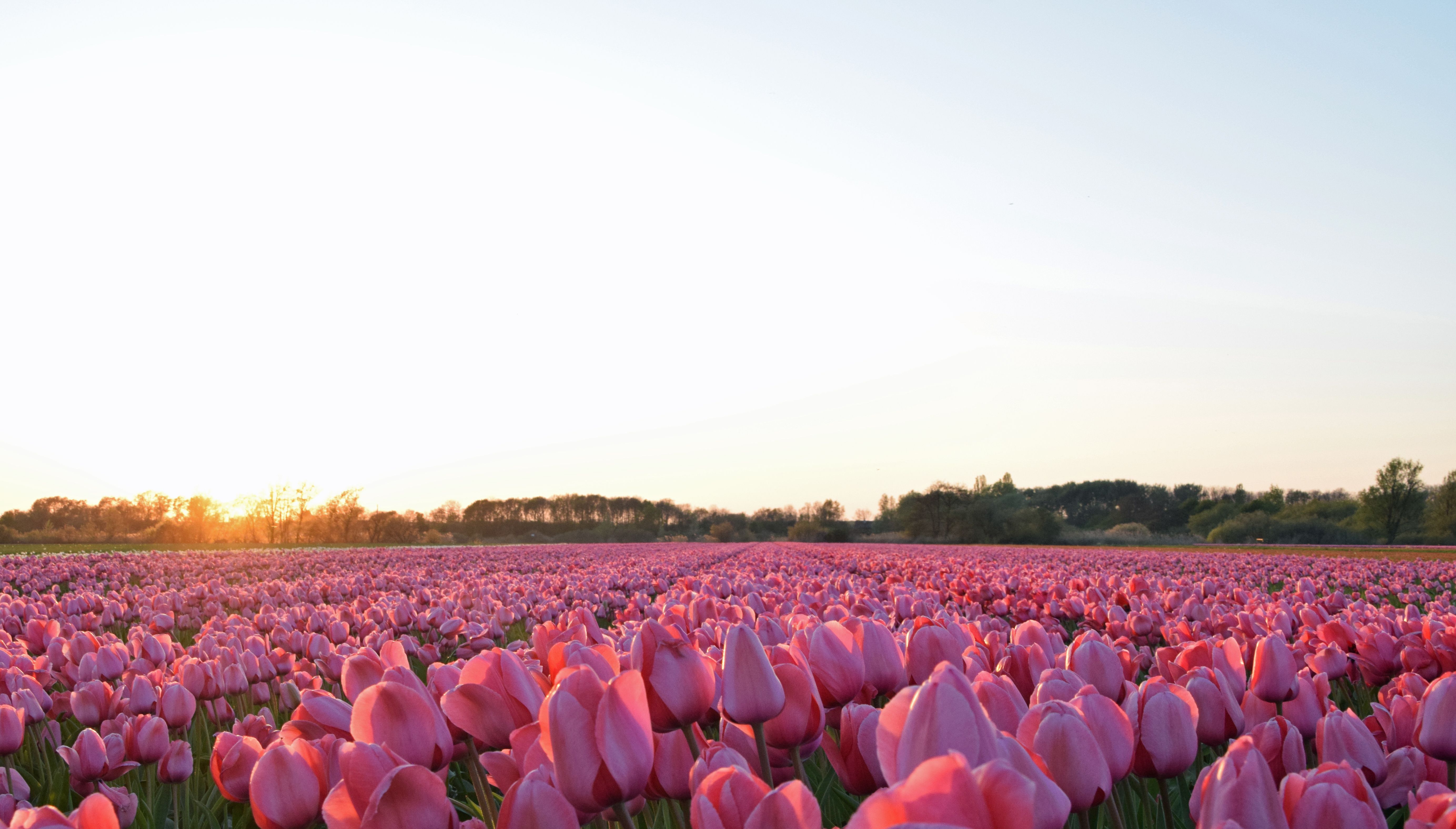 Omgeving