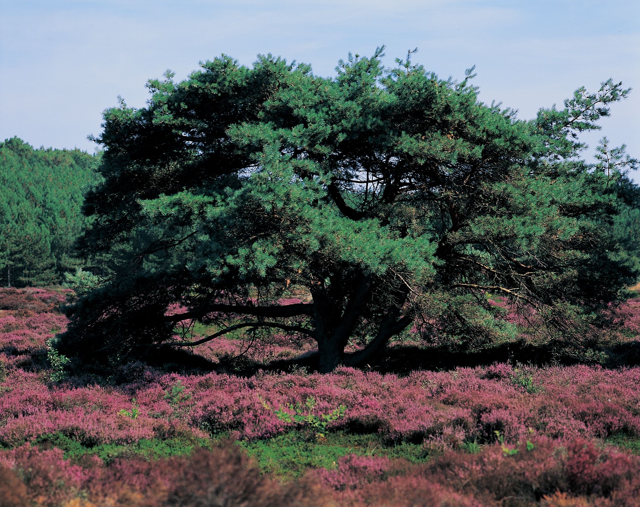 Omgeving