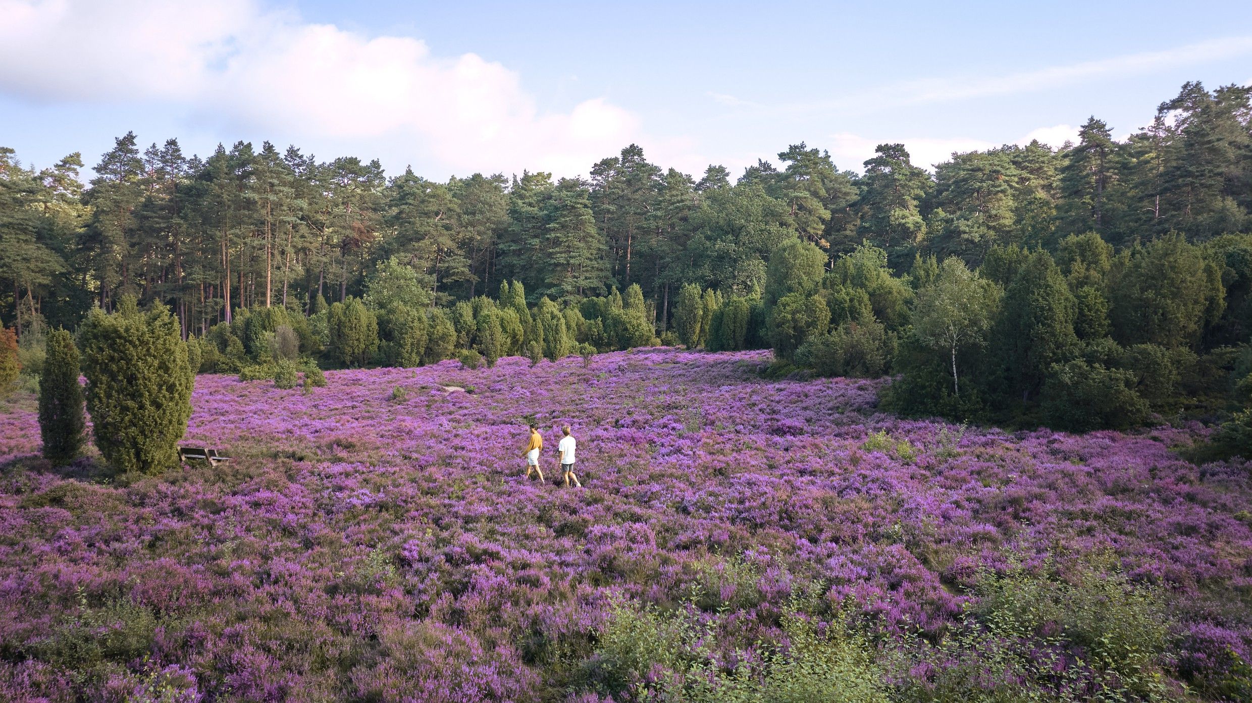 Omgeving