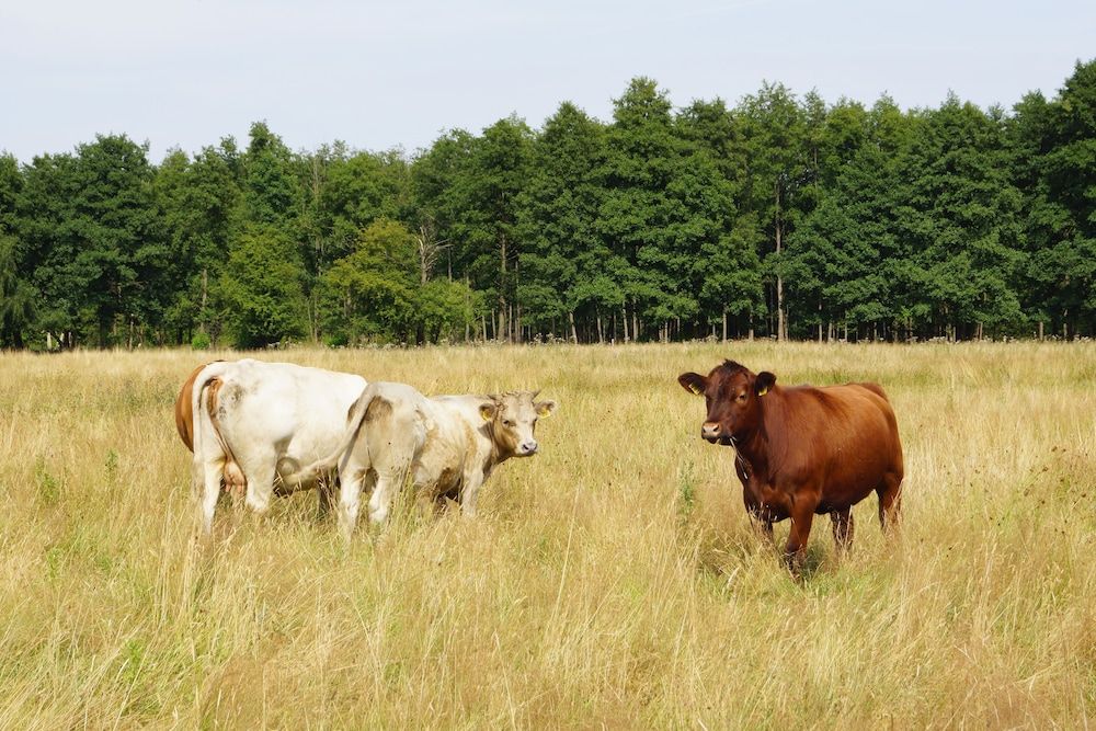 Algemeen