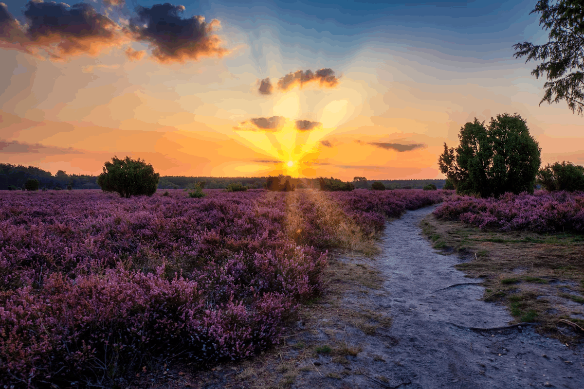 Omgeving