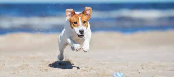 Hotel met hond: Vind de beste hondvriendelijke hotels