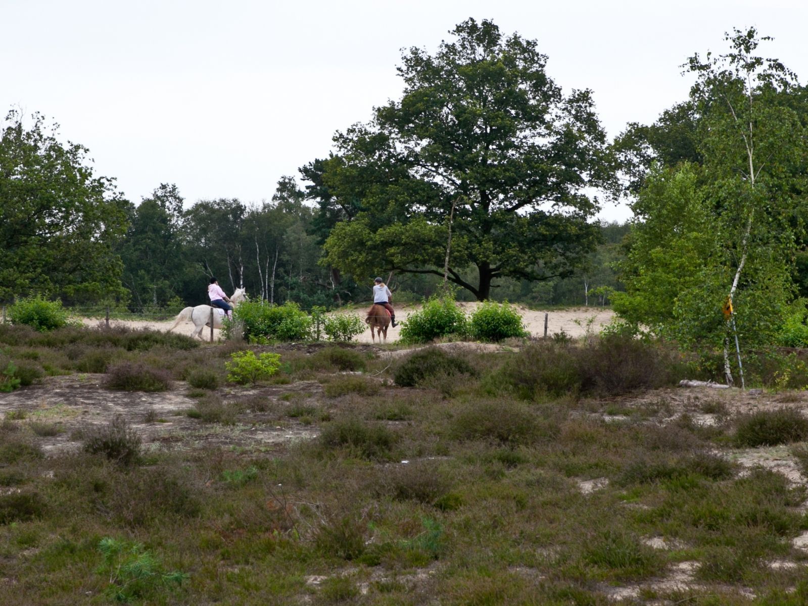 Omgeving