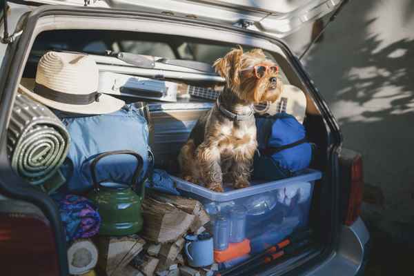 Hotel met hond: Vind de beste hondvriendelijke hotels