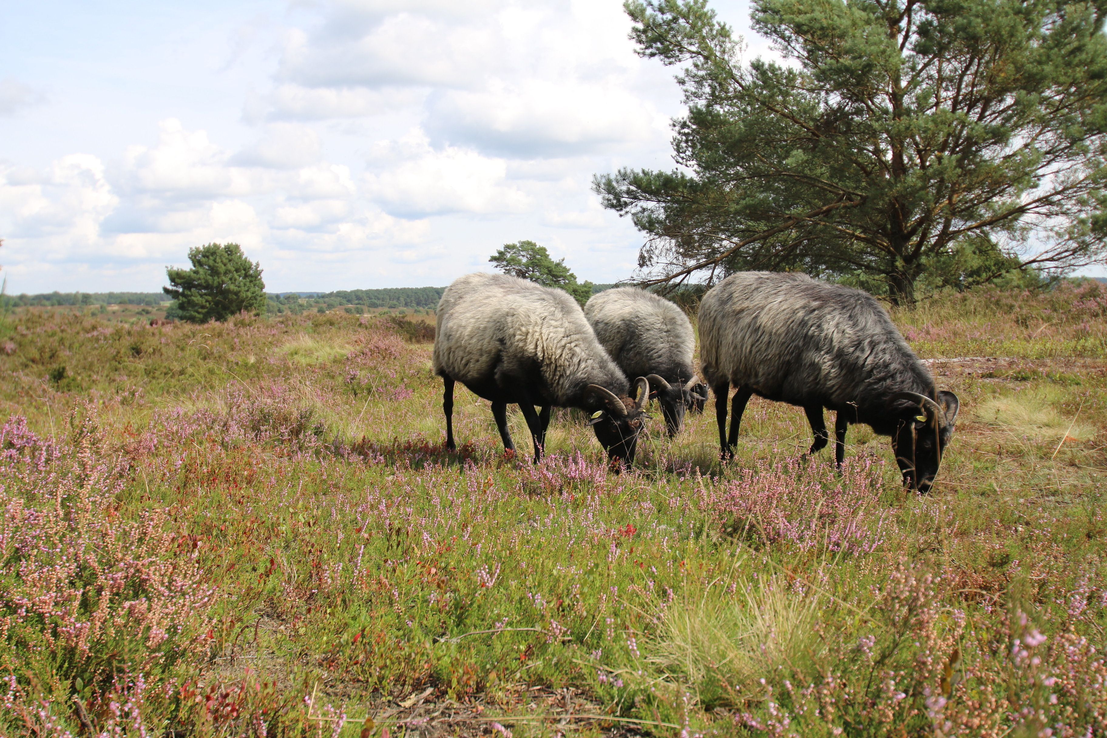 Omgeving
