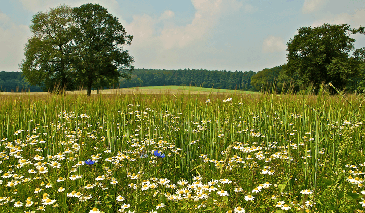 Omgeving
