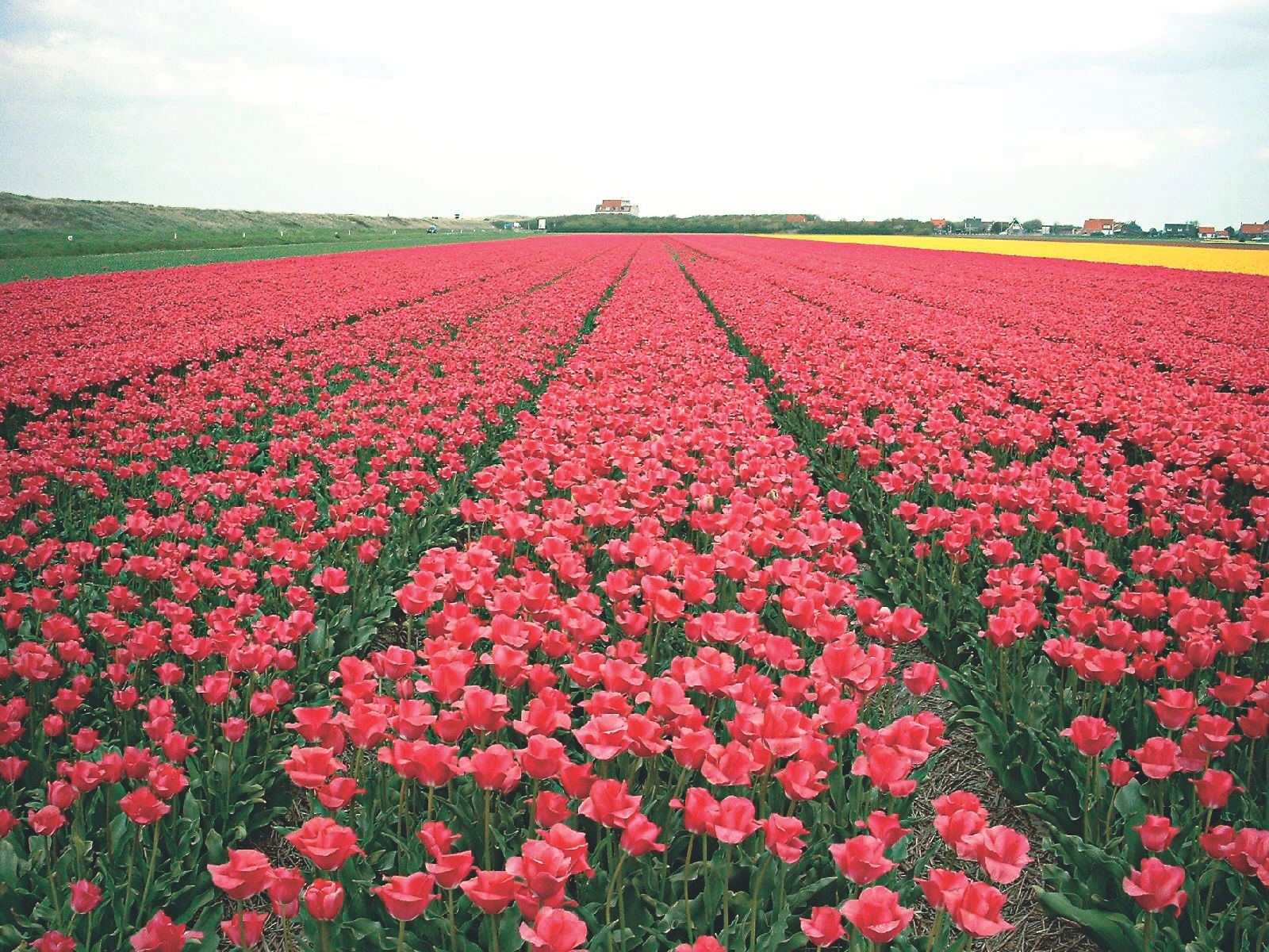 Omgeving
