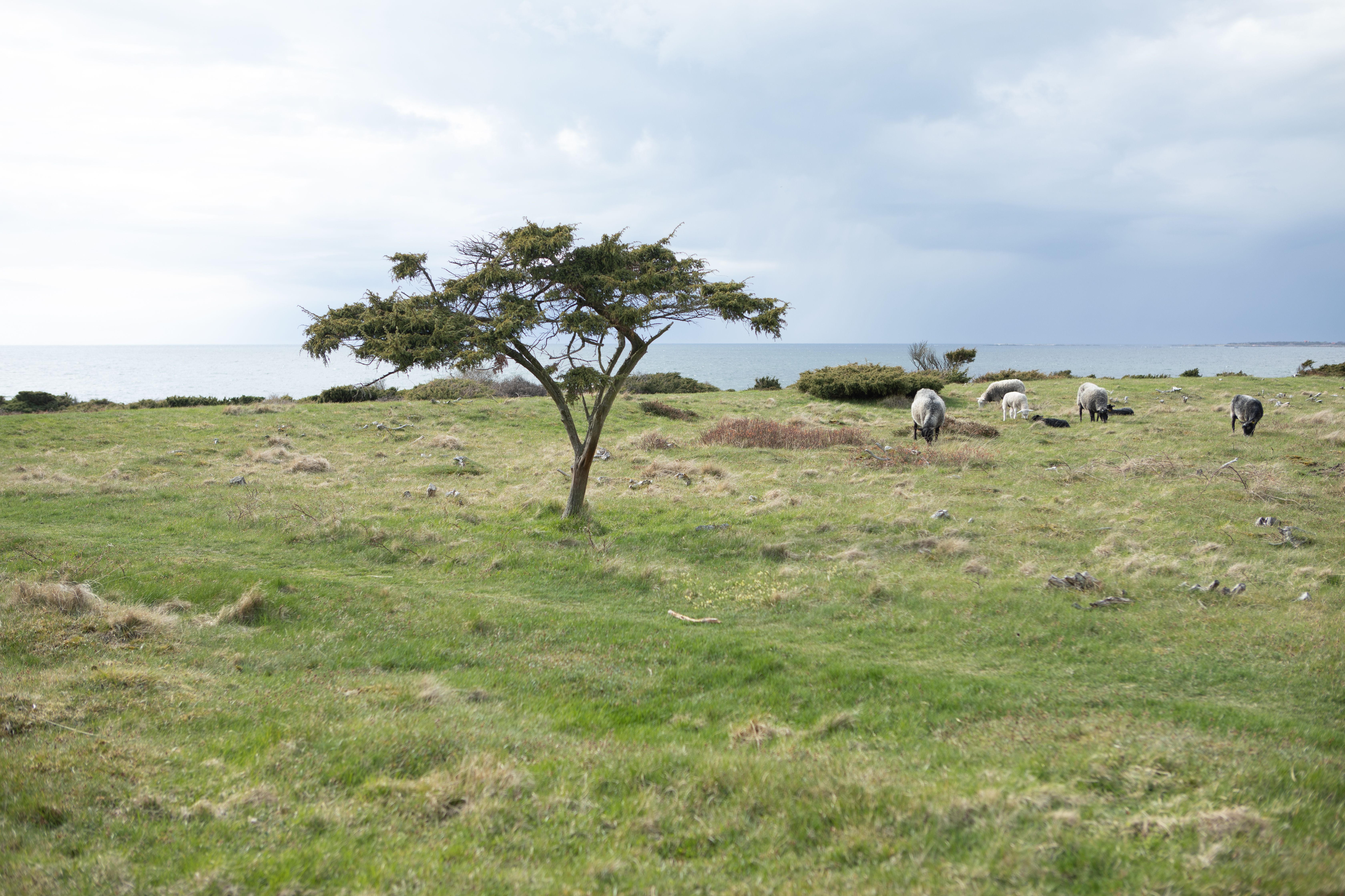 Omgeving