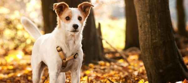 Hotel met hond in het bos 