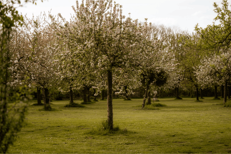 Omgeving
