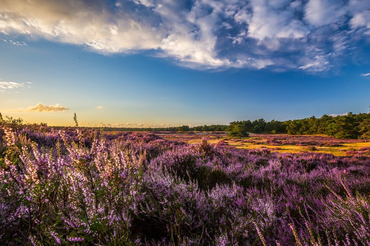 Omgeving