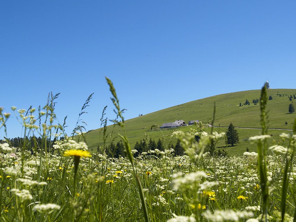 Omgeving