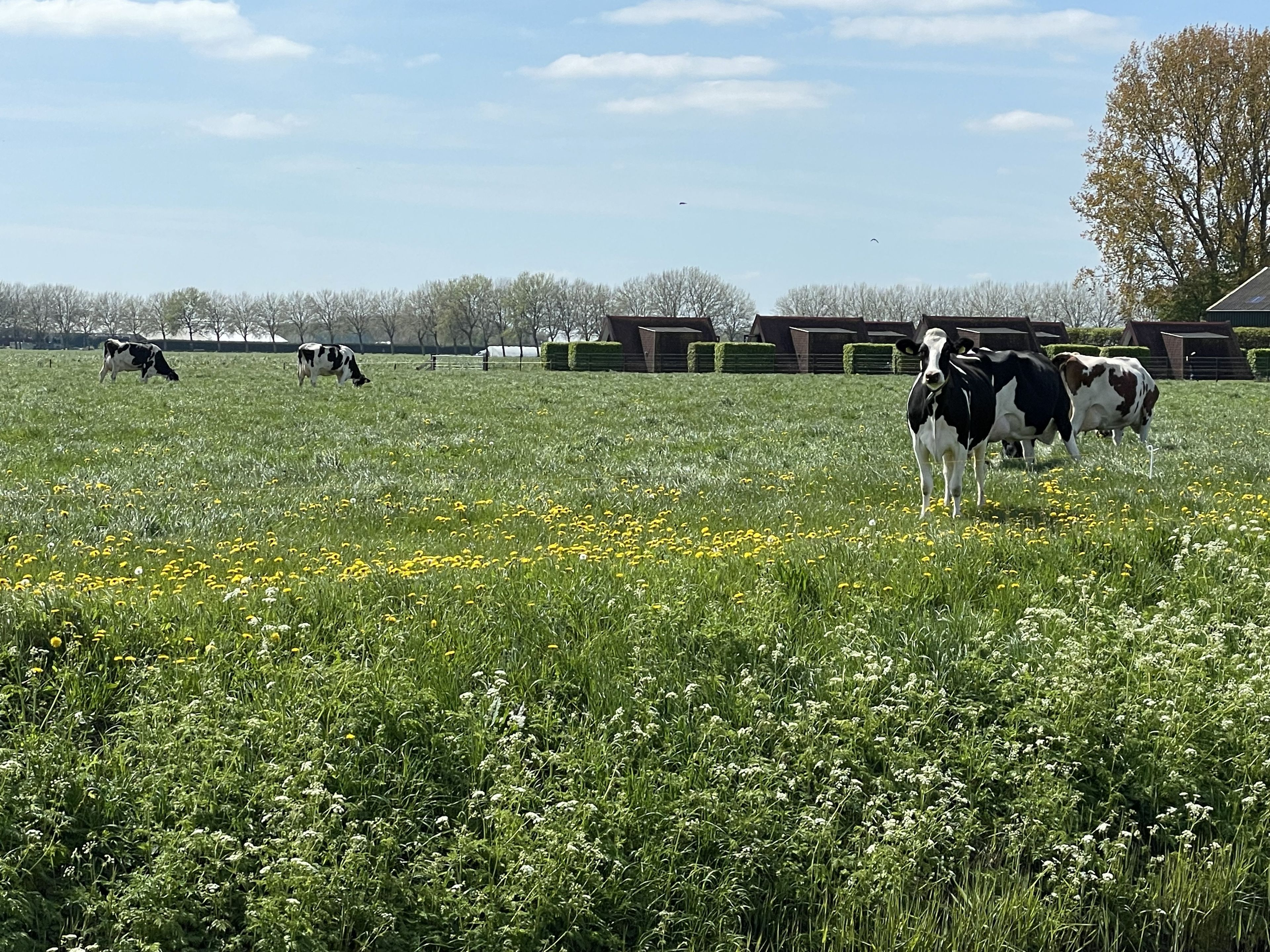 Omgeving