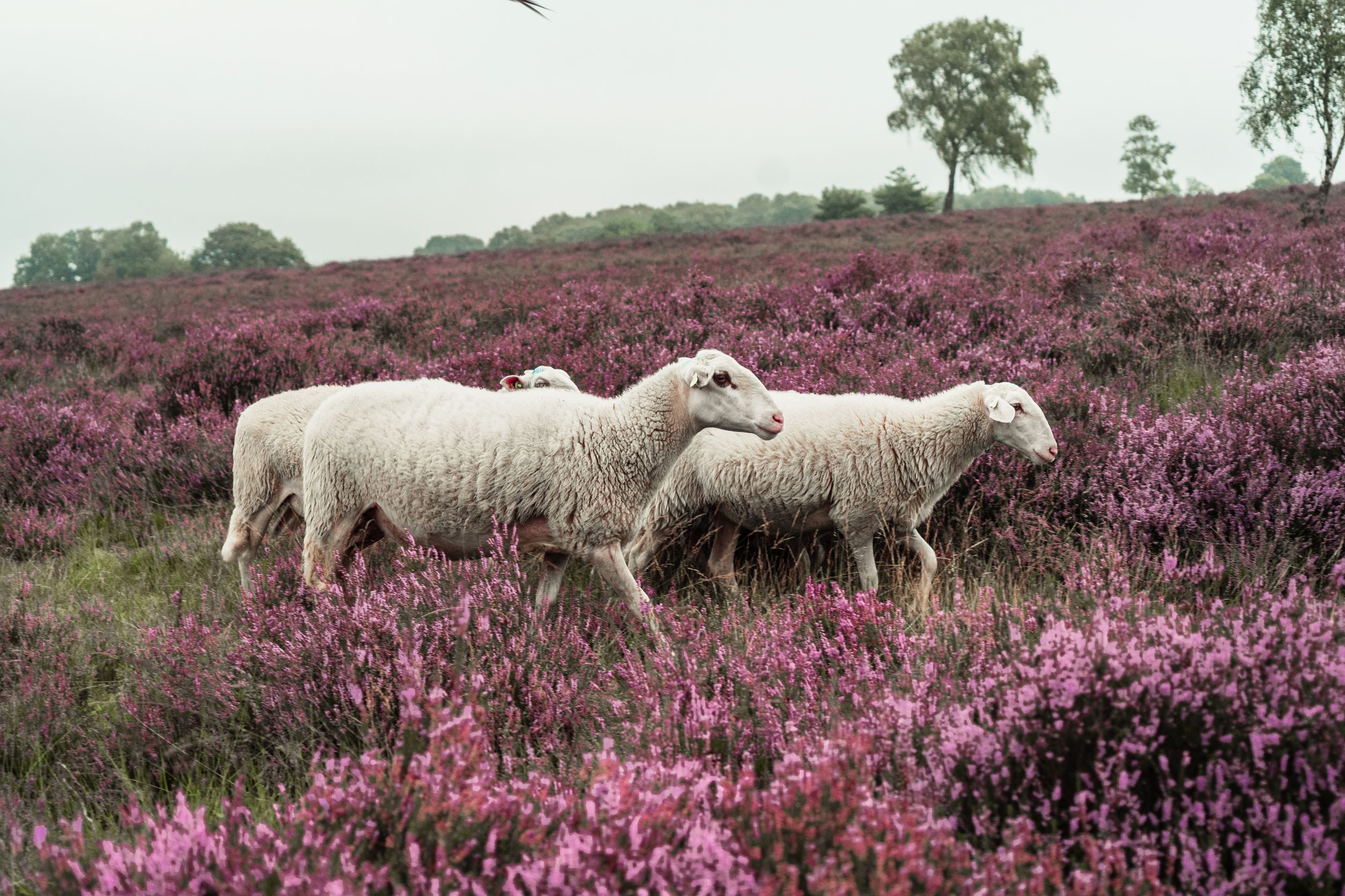 Omgeving