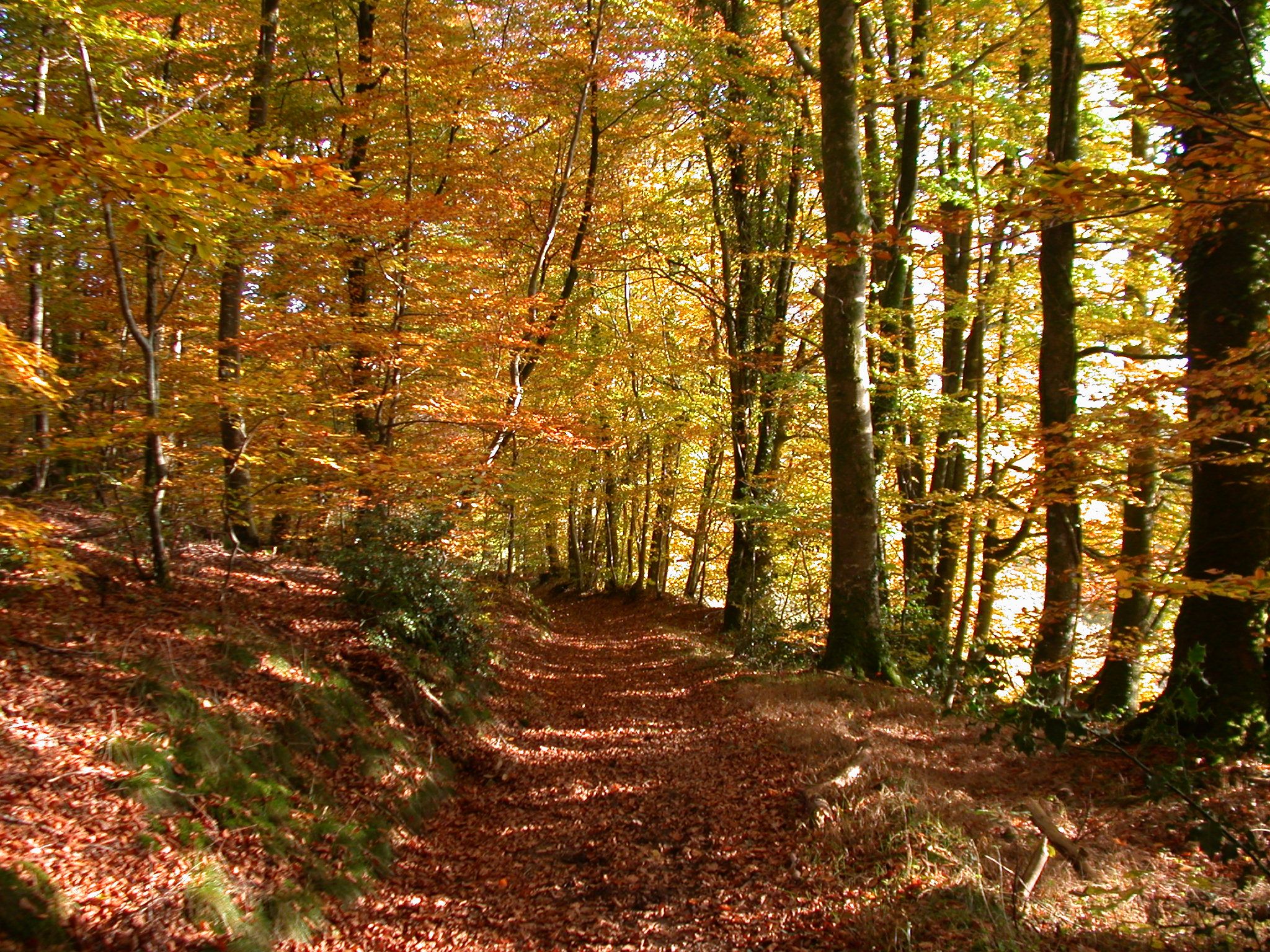 Omgeving