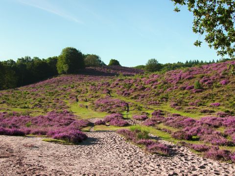 Omgeving