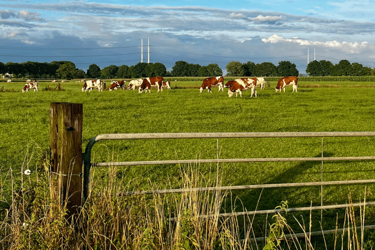 Omgeving