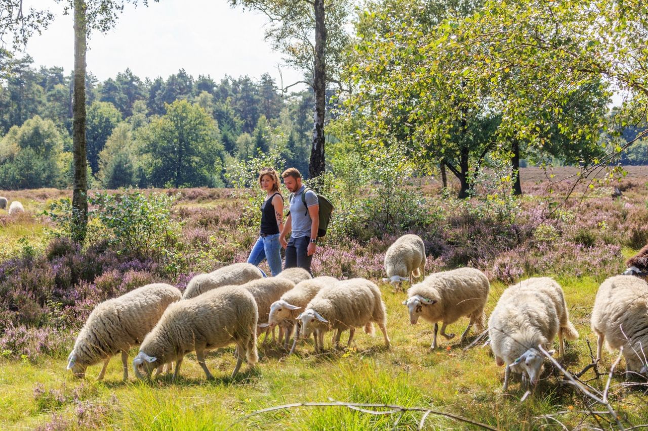 Omgeving