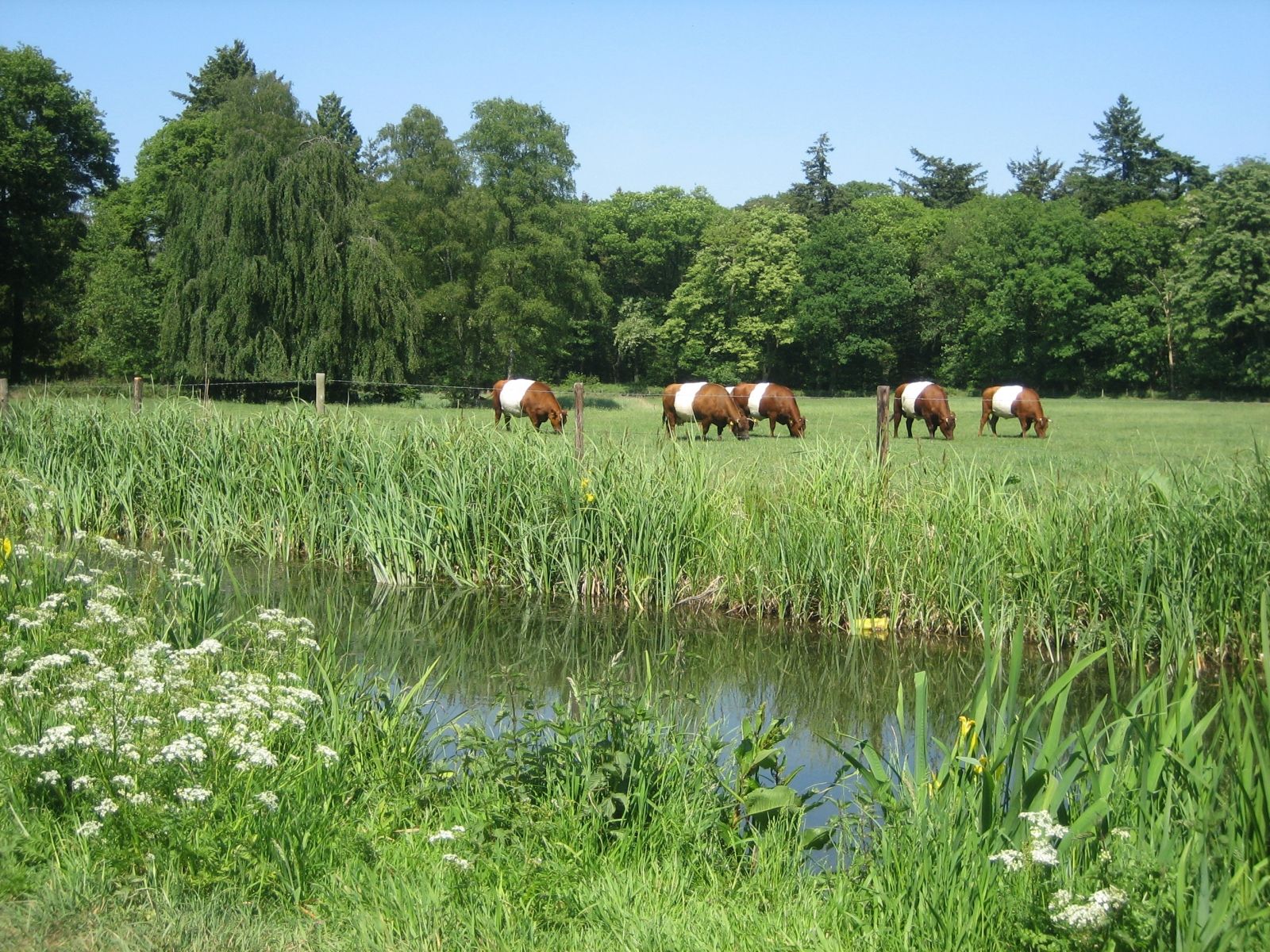 Omgeving