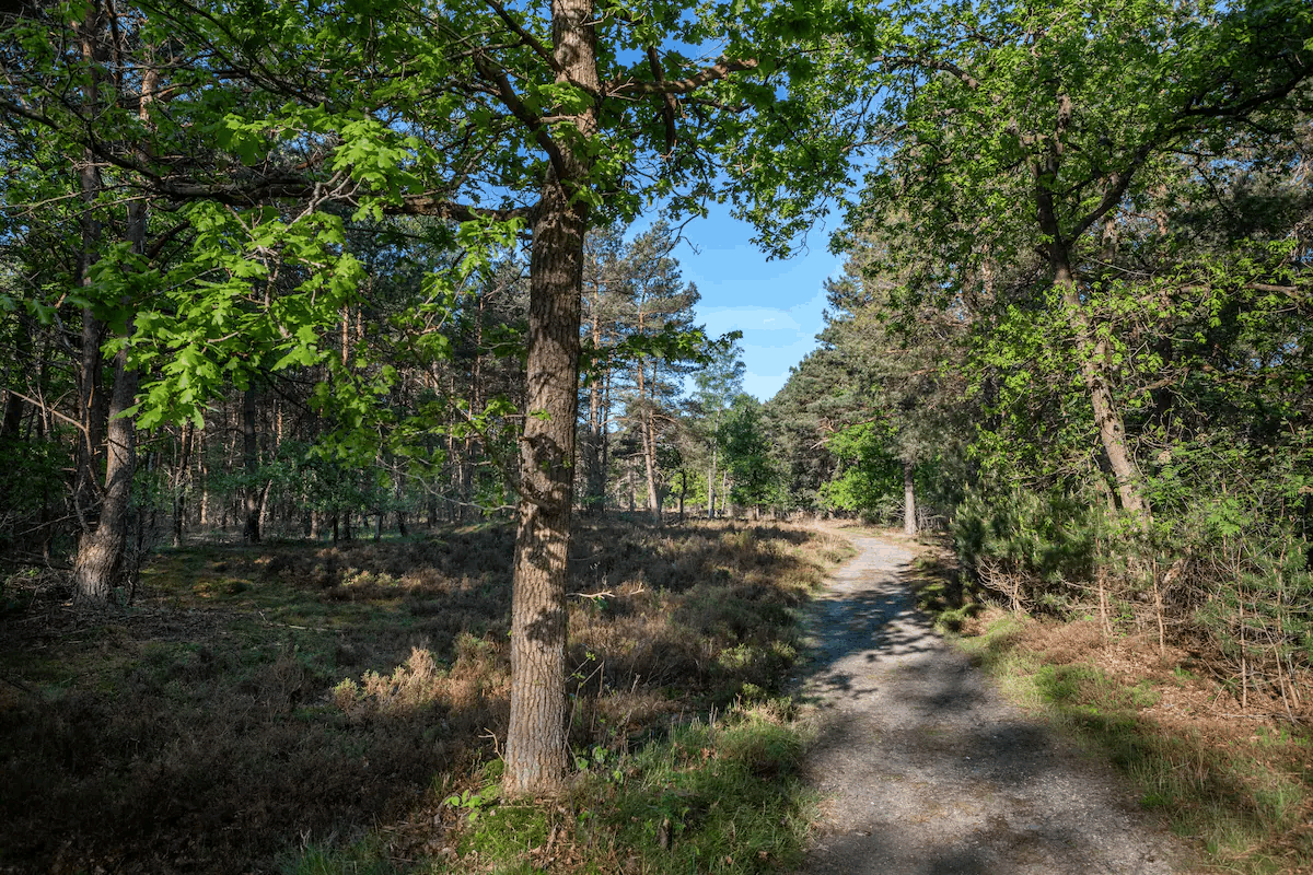 Omgeving