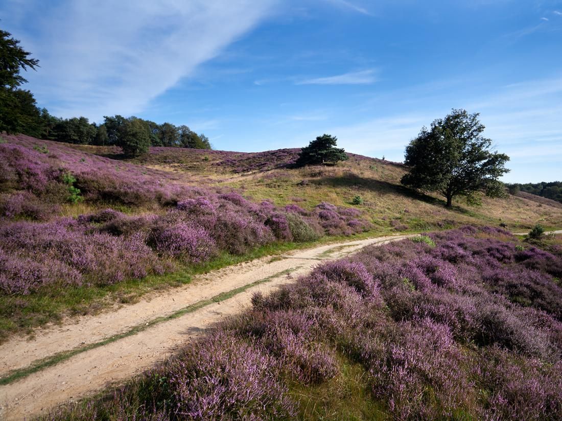Omgeving