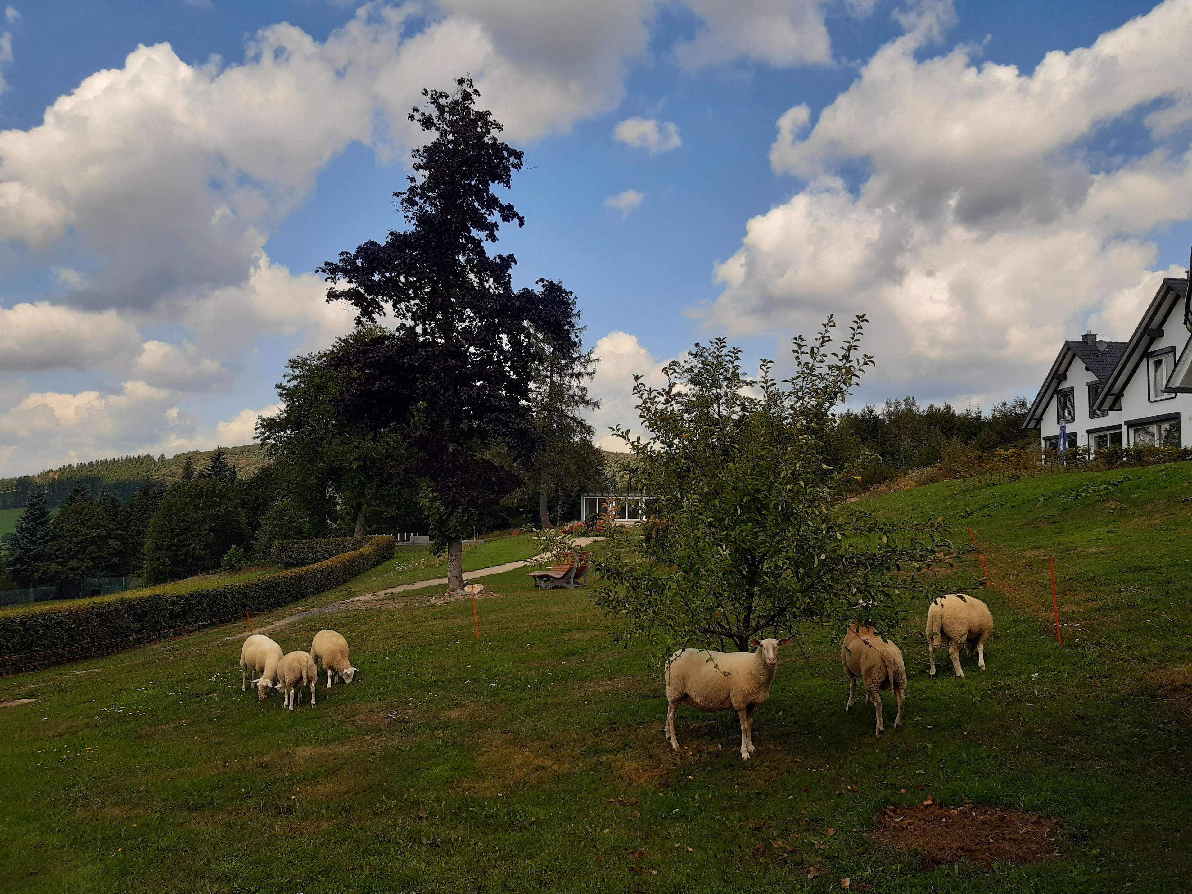 Omgeving