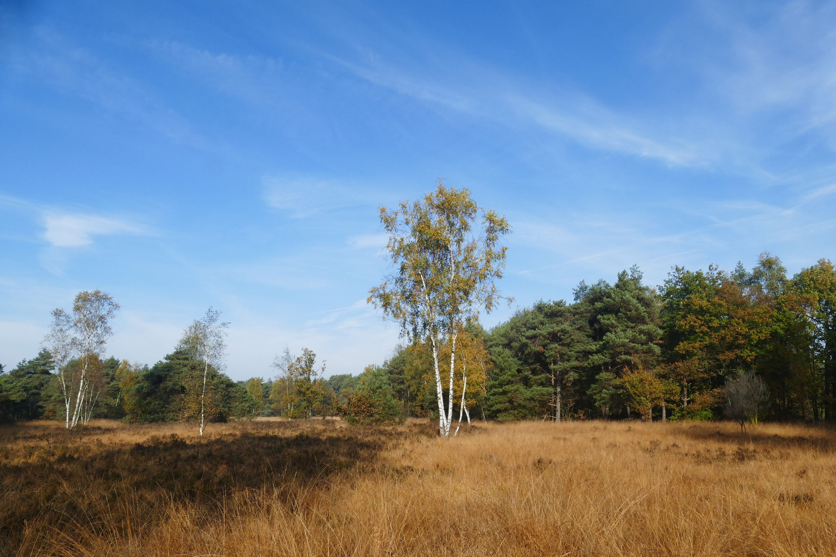 Omgeving