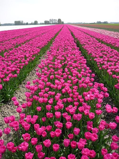 Omgeving